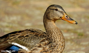 البط Duck