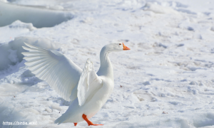 الإوز Goose