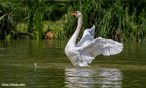 البجع Swan